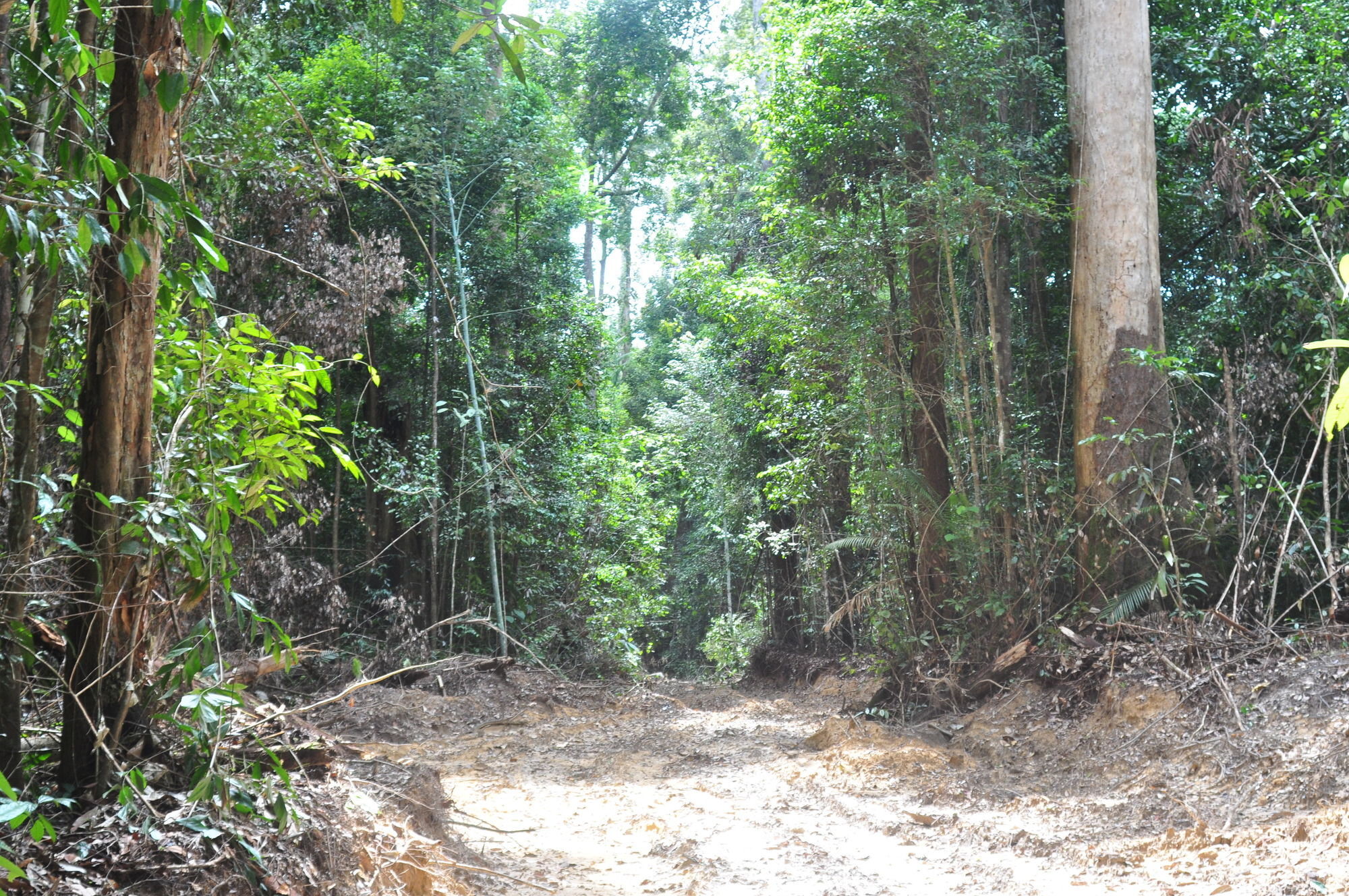 Samboja Lodge Balikpapan  Exteriér fotografie